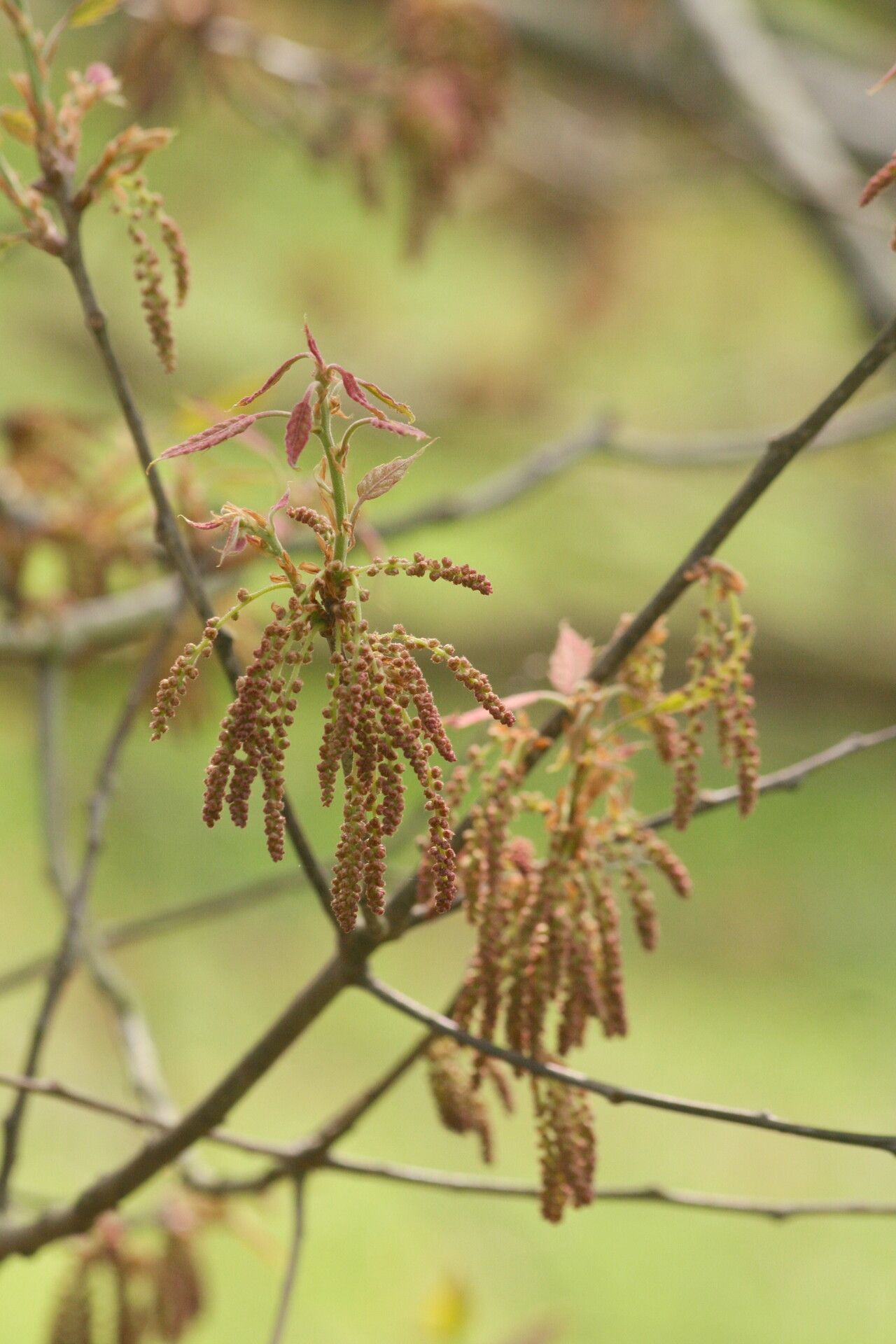 Quercus xalapensis flower