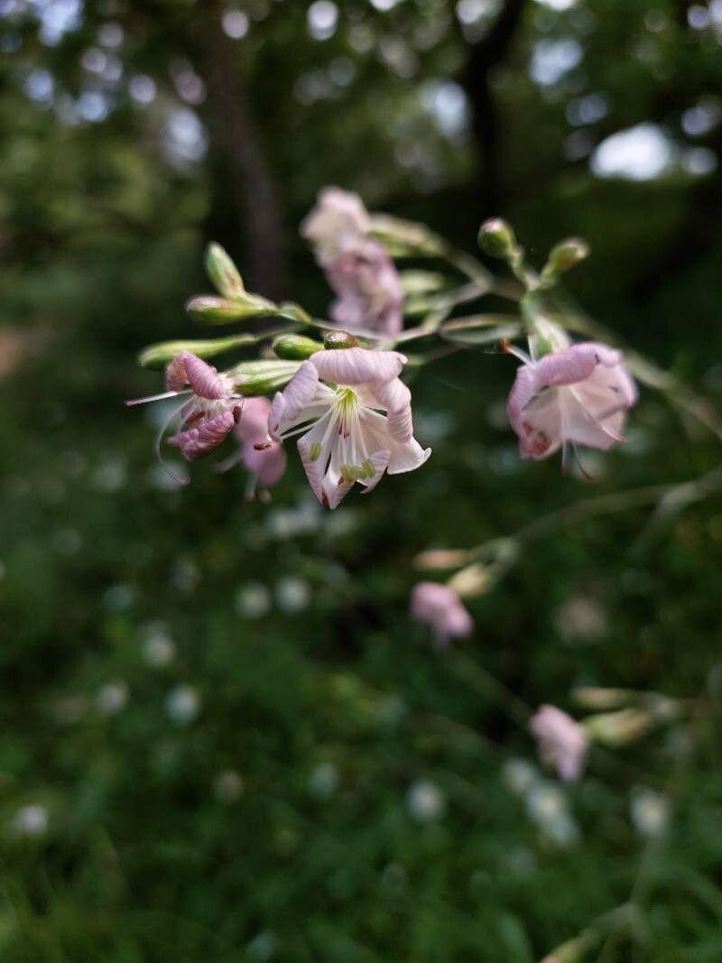 Silene longicilia — houseplant care guide