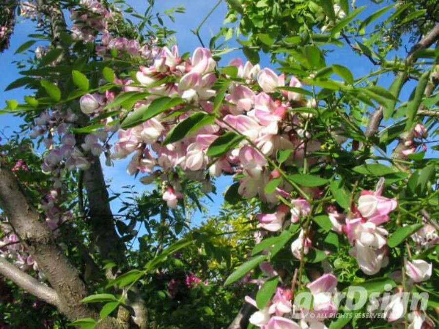 Robinia x margaretta flower