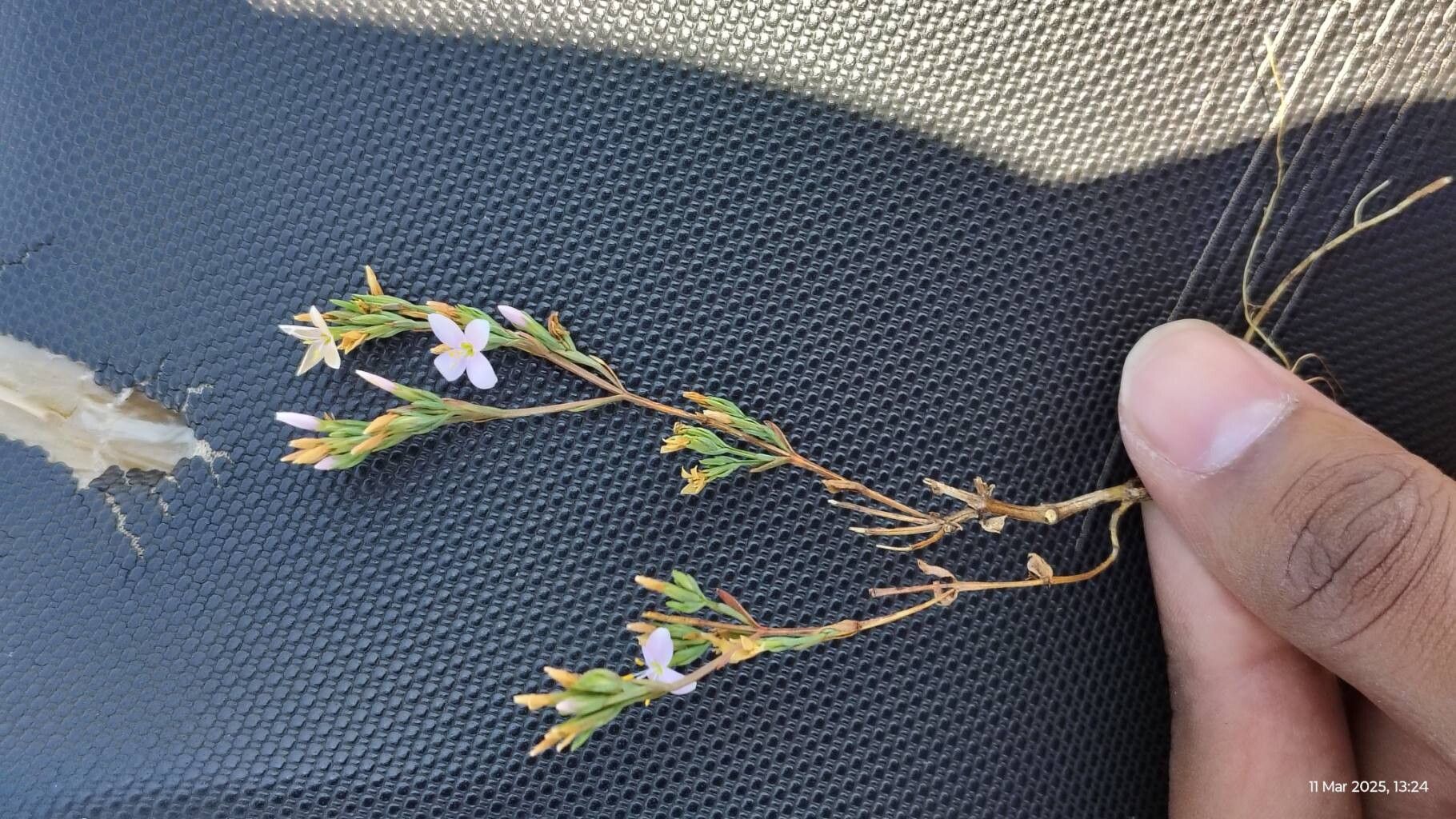 Canscora stricta habit