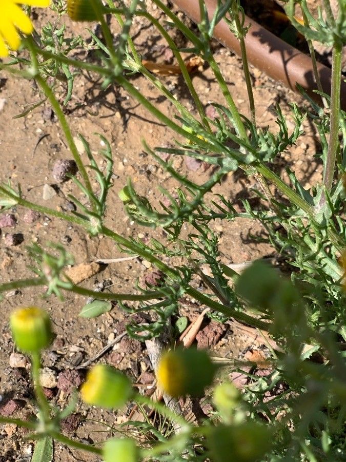 Senecio joppensis — houseplant care guide