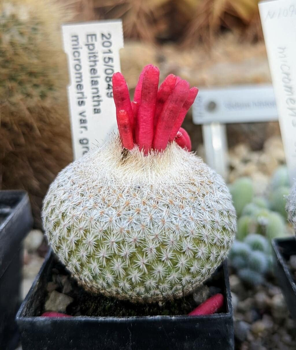 Epithelantha micromeris leaf