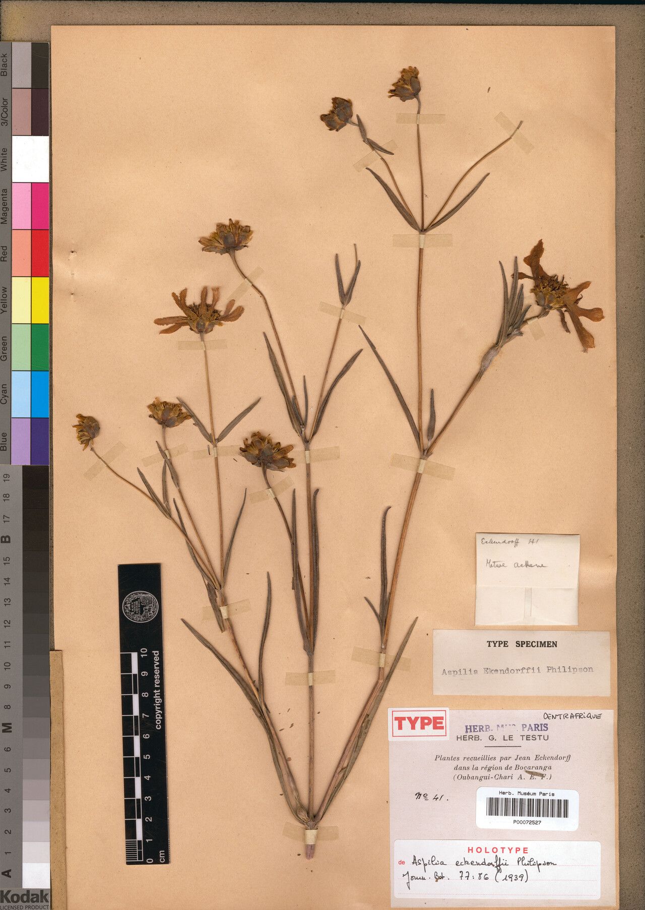 Aspilia eckendorffii — search result for 'Aspilia'