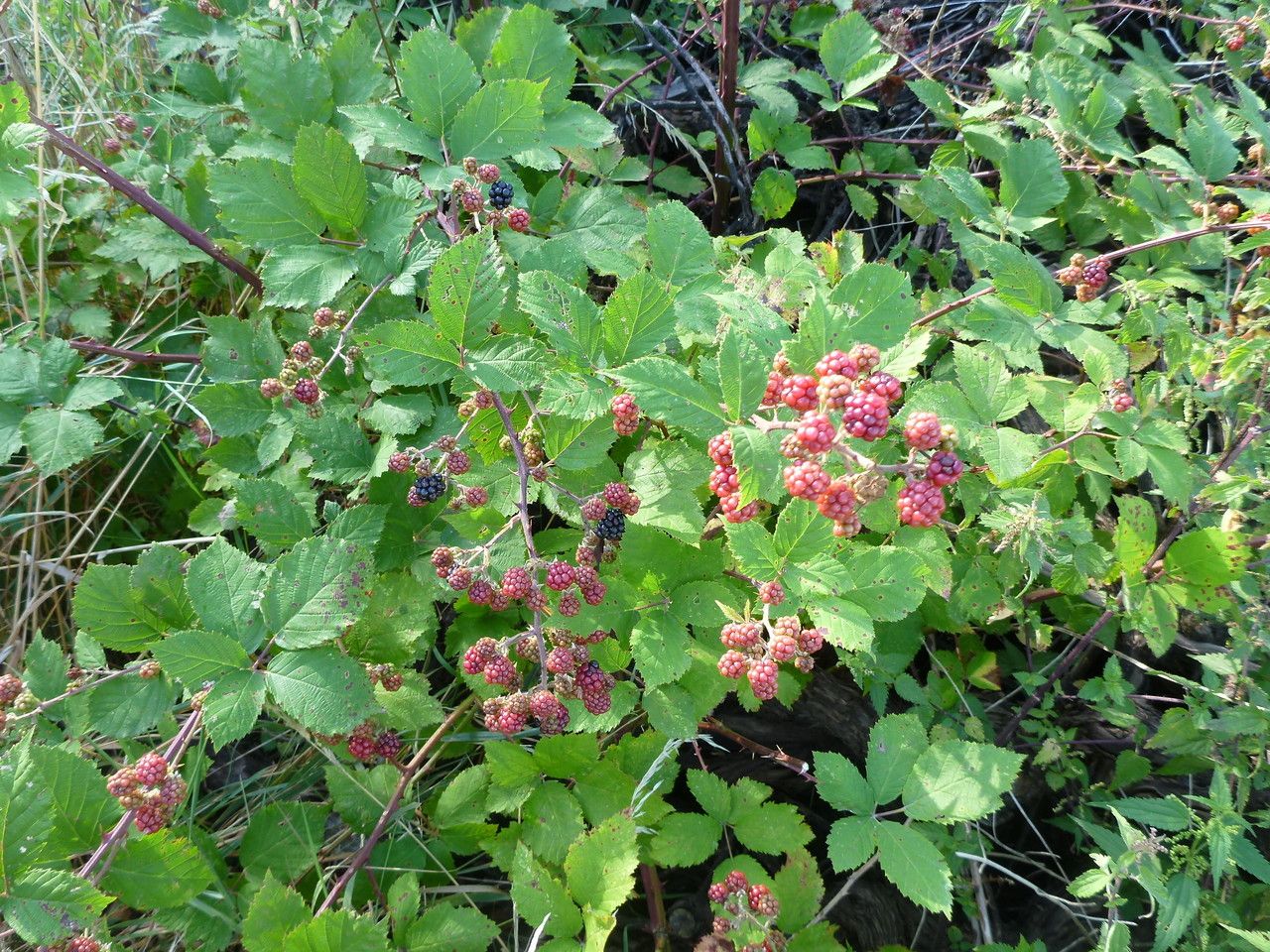 Rubus devitatus habit