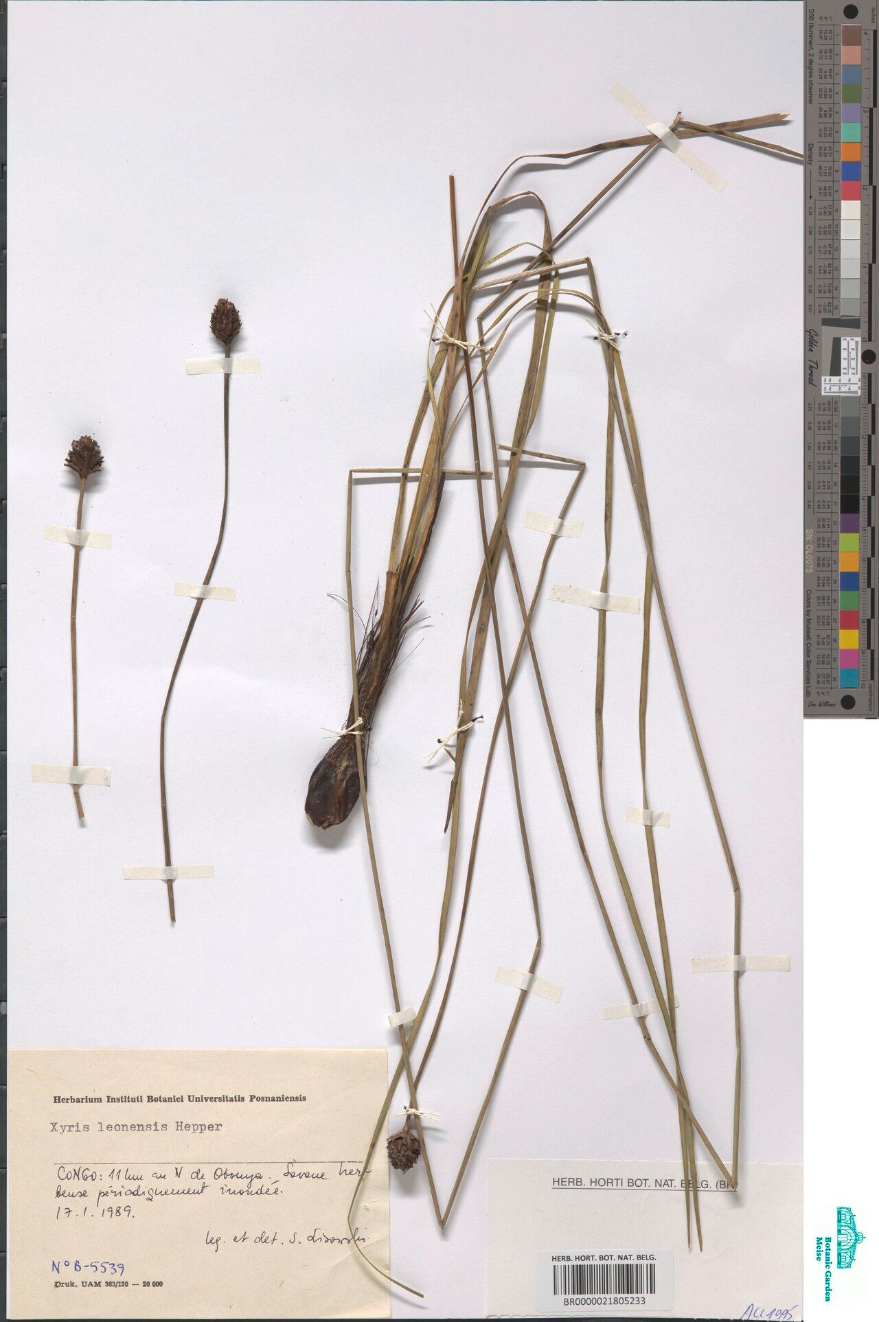 Xyris leonensis — search result for 'Xyris'