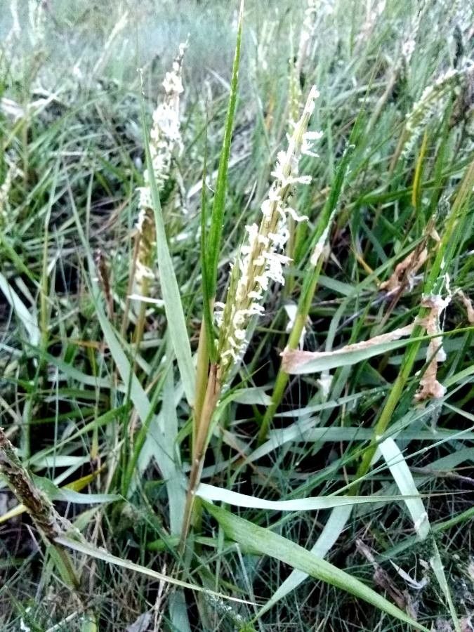Spartina maritima flower