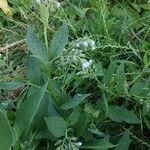 Symphytum caucasicum