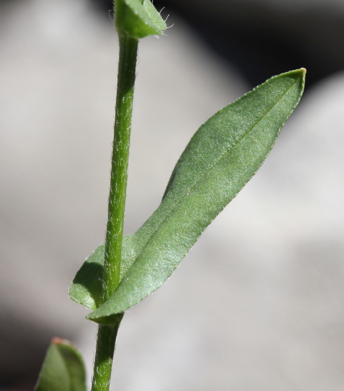 Cynoglossum pustulatum — search result for 'Cynoglossum'