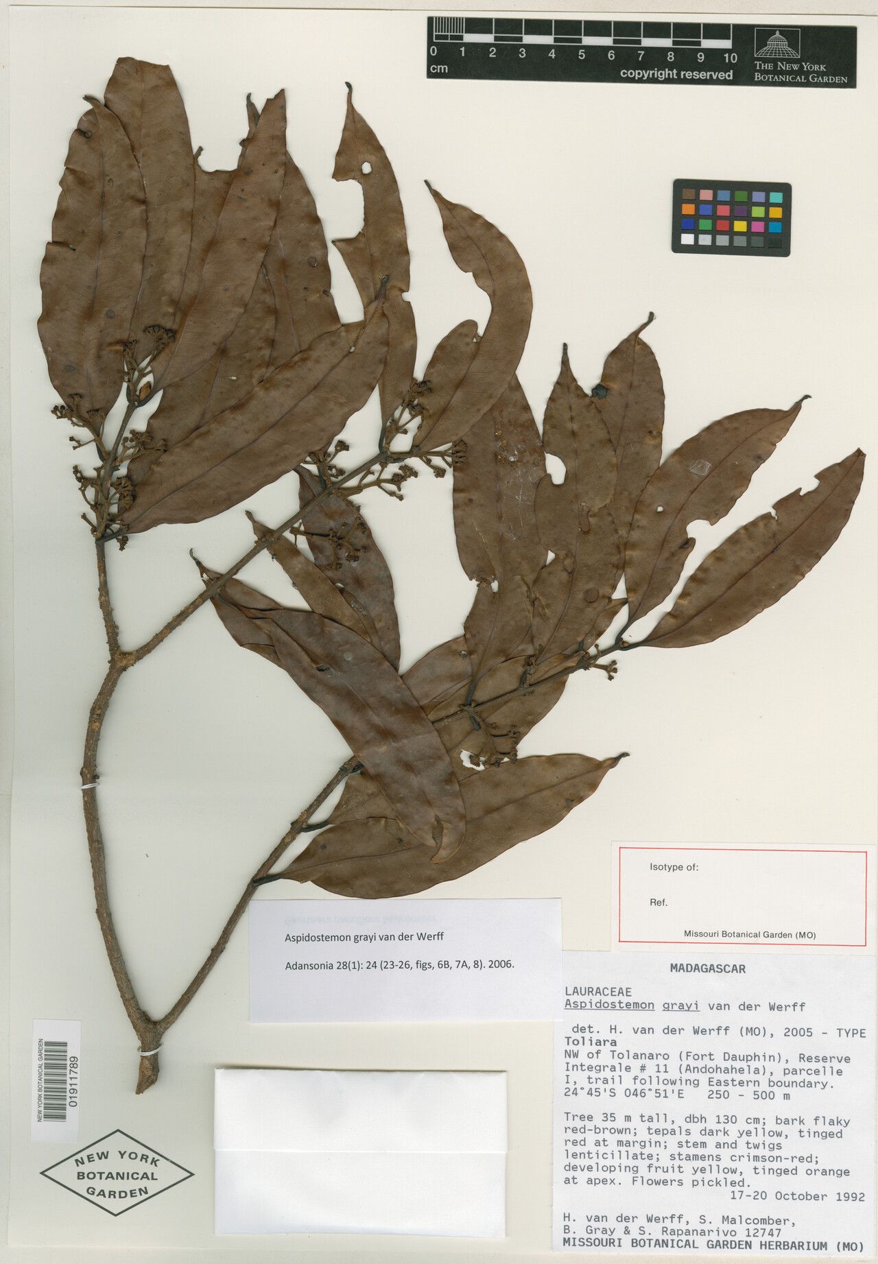 Aspidostemon grayi — related species from the same genus