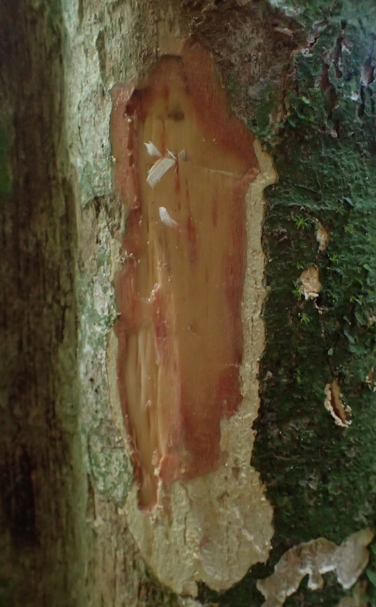 Cleistanthus libericus bark