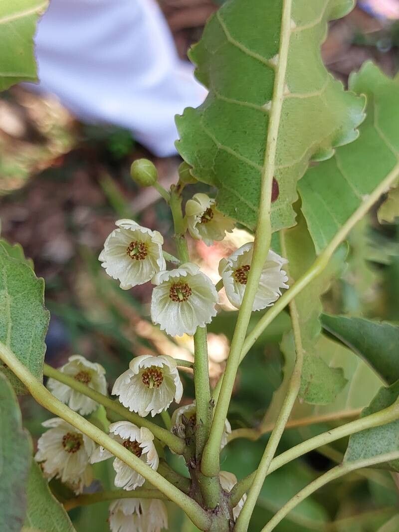 Elaeocarpus subserratus flower