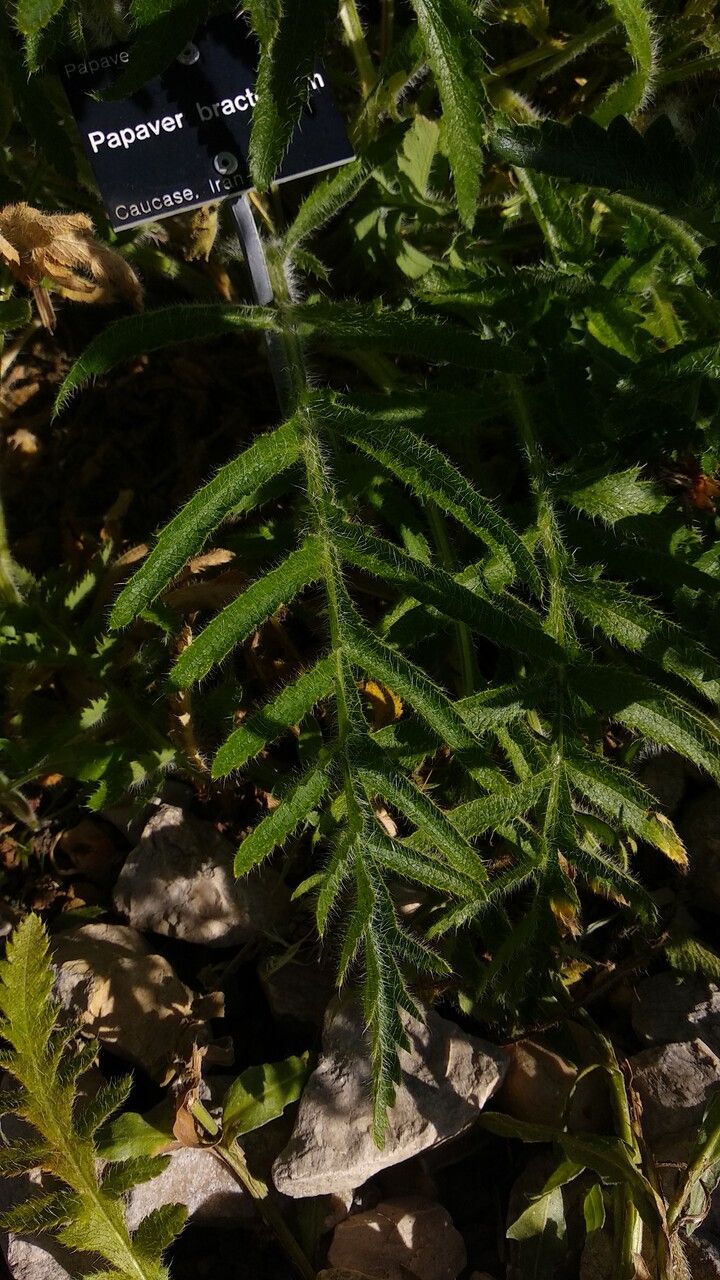 Papaver bracteatum leaf