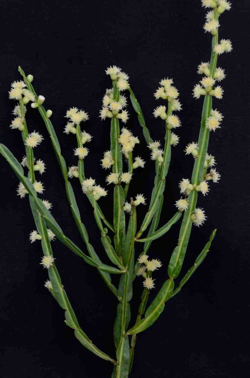 Baccharis crispa flower