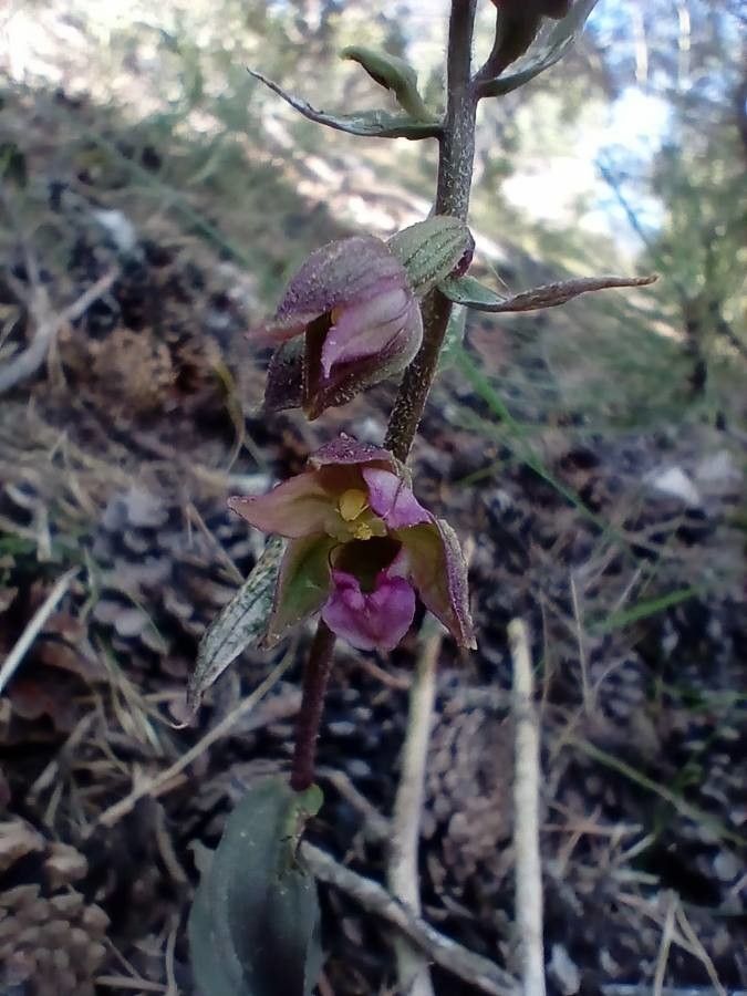 Epipactis kleinii flower