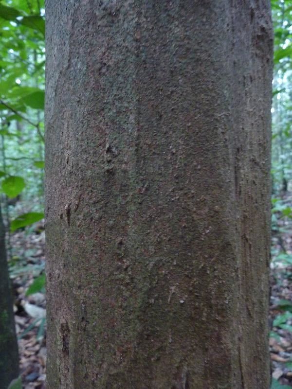Myrcia decorticans bark