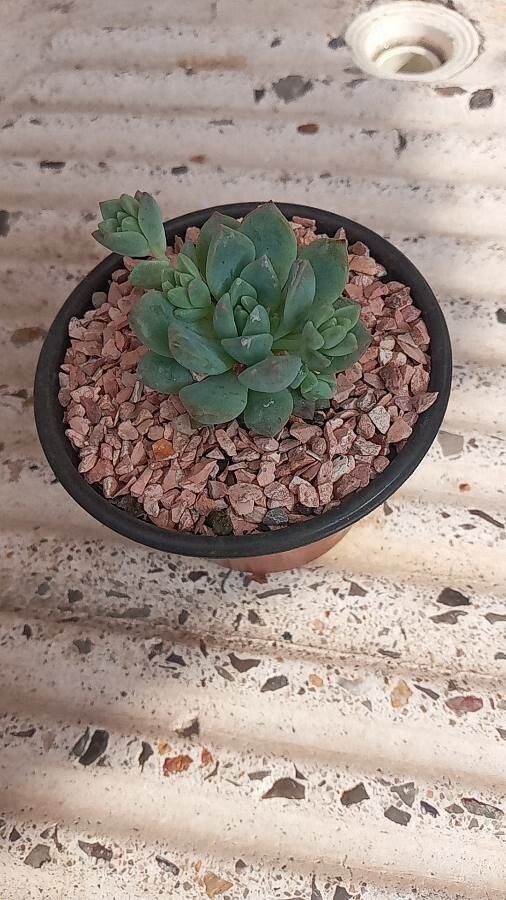 Echeveria prolifica — search result for 'Echeveria'