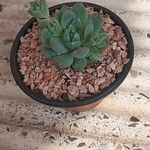 Echeveria prolifica