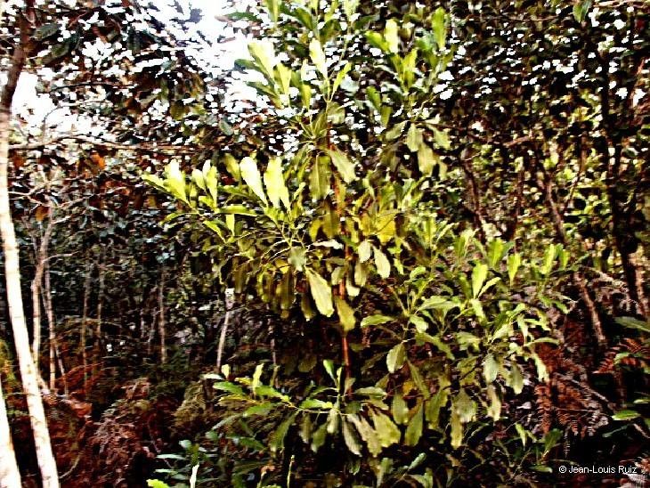 Ochrosia sevenetii habit