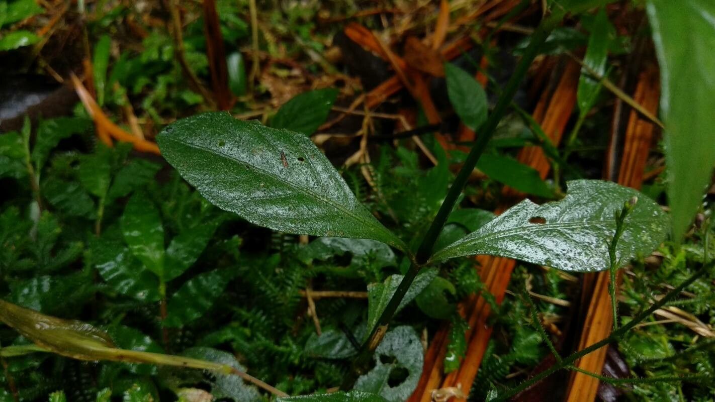 Justicia comata — search result for 'Justicia'