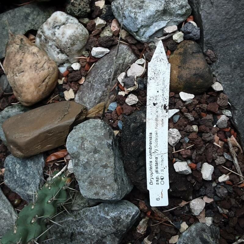 Dryopteris cambrensis bark