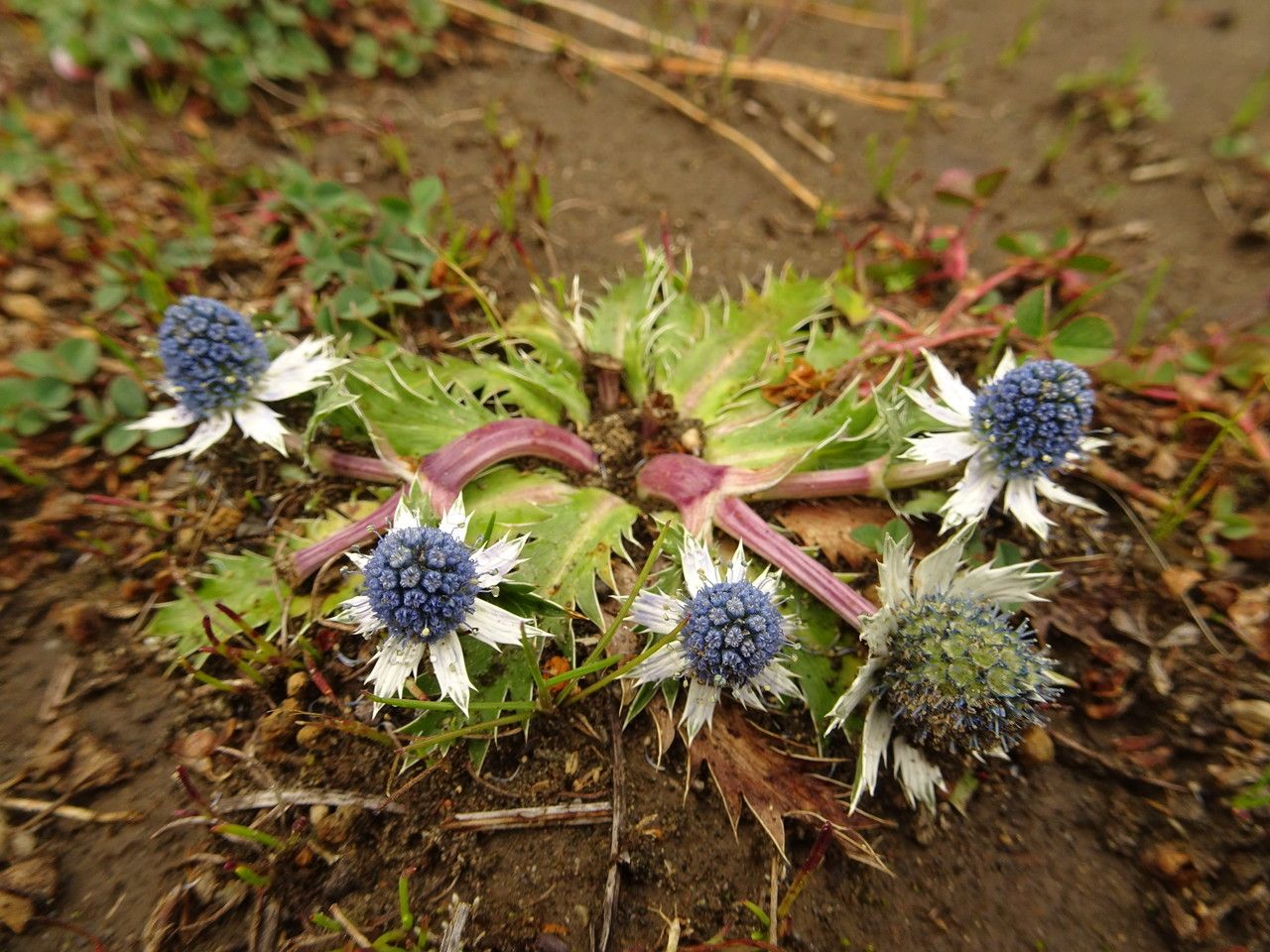 Eryngium carlinae — search result for 'Eryngium'
