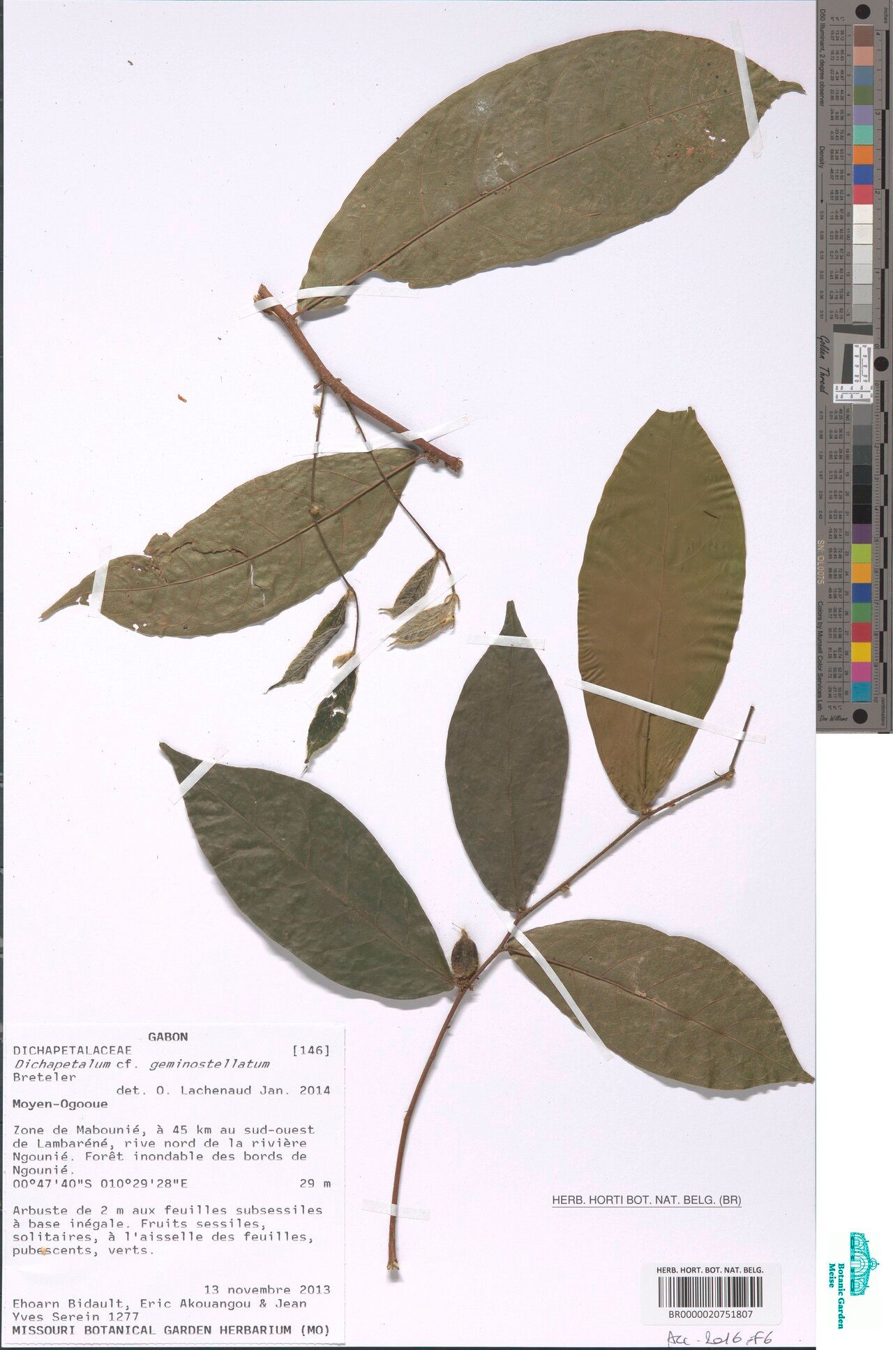 Dichapetalum geminostellatum — houseplant care guide