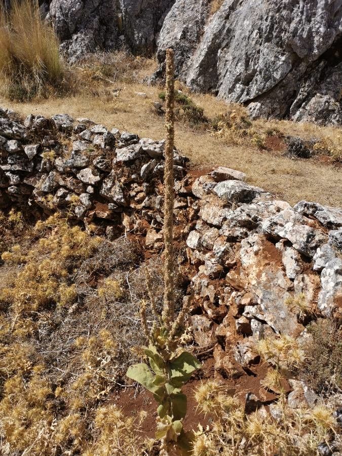 Verbascum macrurum — search result for 'Verbascum'