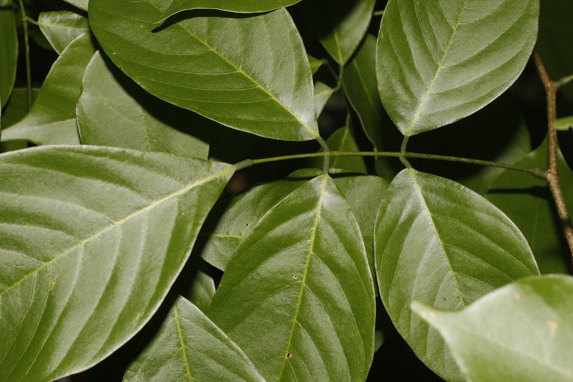 Lonchocarpus peninsularis flower