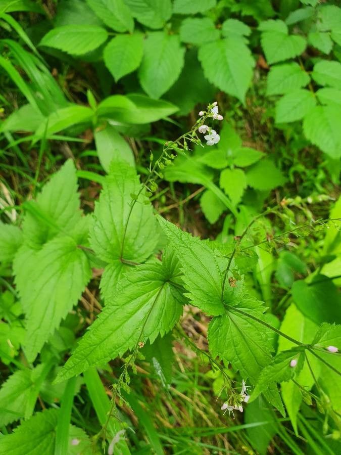 Veronica urticifolia — search result for 'Veronica'