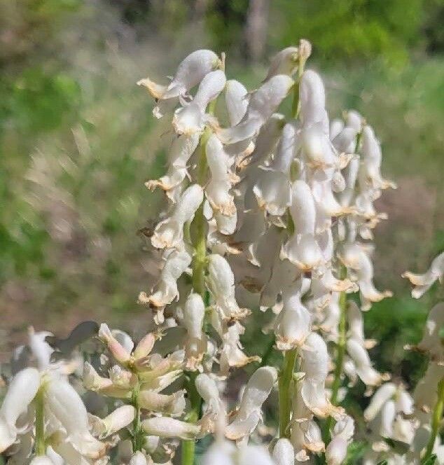 Astragalus sheldonii — houseplant care guide