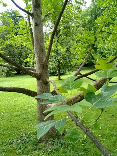 Liriodendron chinensis bark