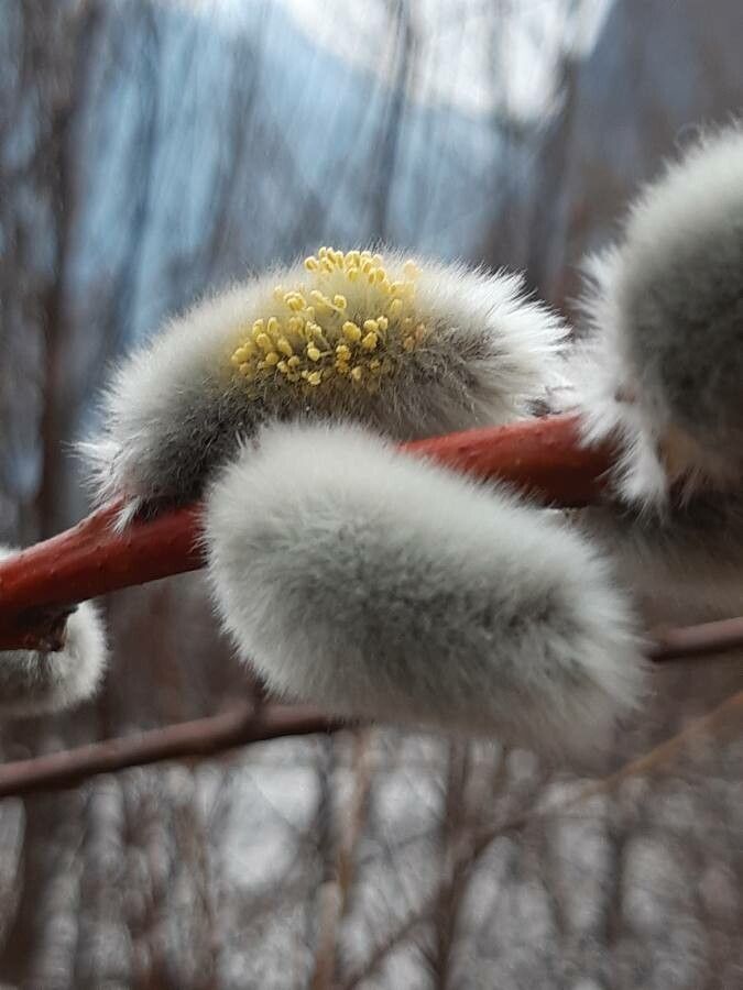 Salix discolor flower