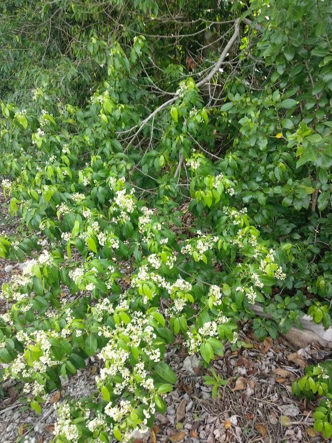 Ocotea coriacea habit