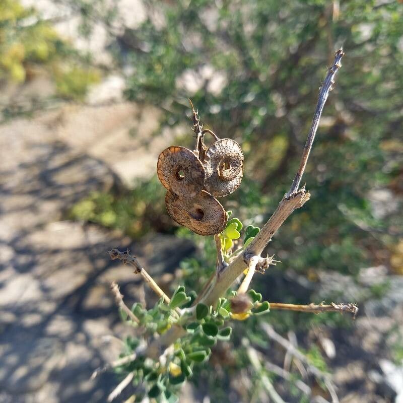 Medicago arborea fruit
