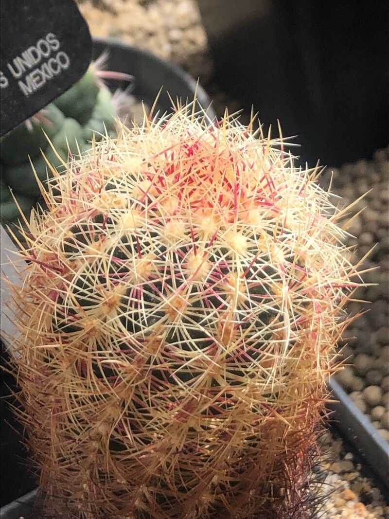 Thelocactus bicolor leaf