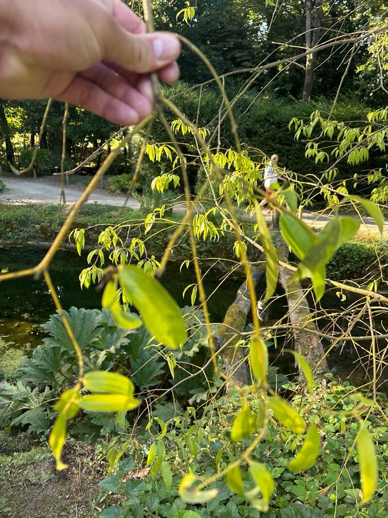 Cinnamomum chekiangense — search result for 'Cinnamomum'