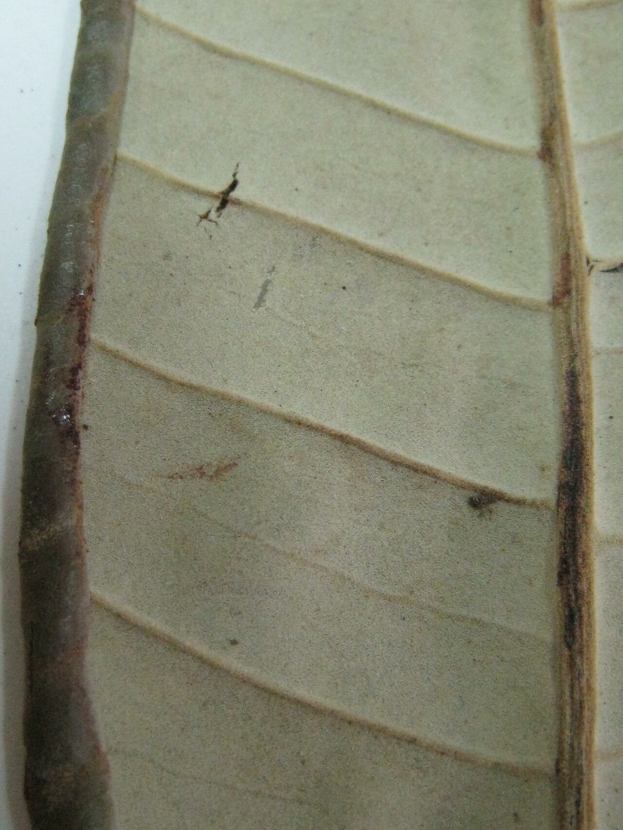 Aspidosperma sandwithianum other