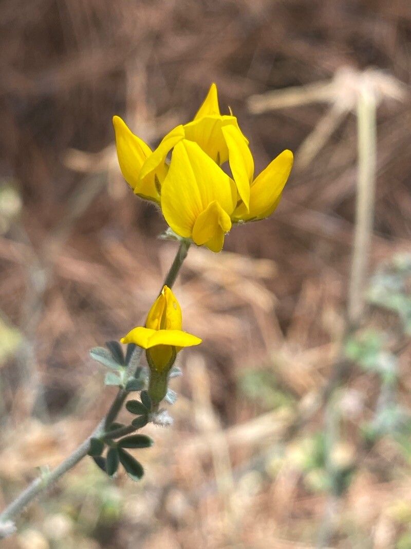 Lotus campylocladus flower