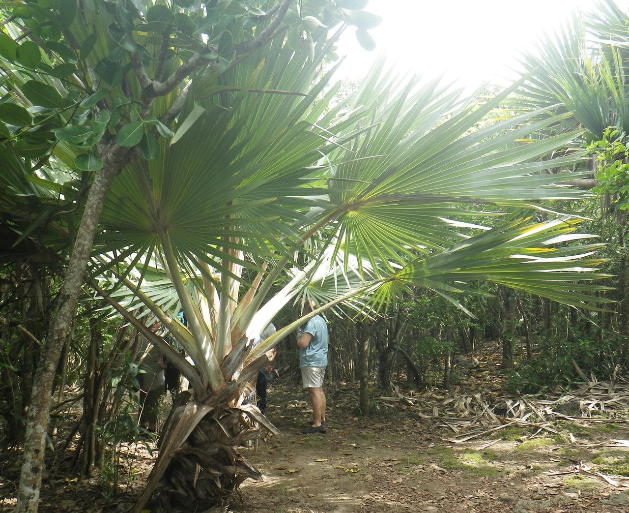 Latania loddigesii habit