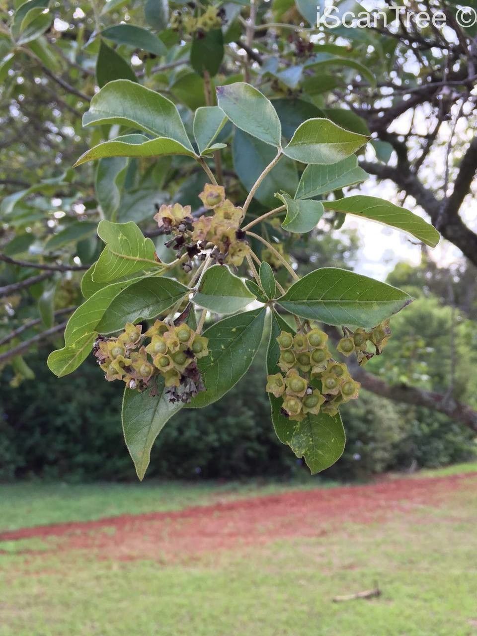 Vitex rehmannii flower