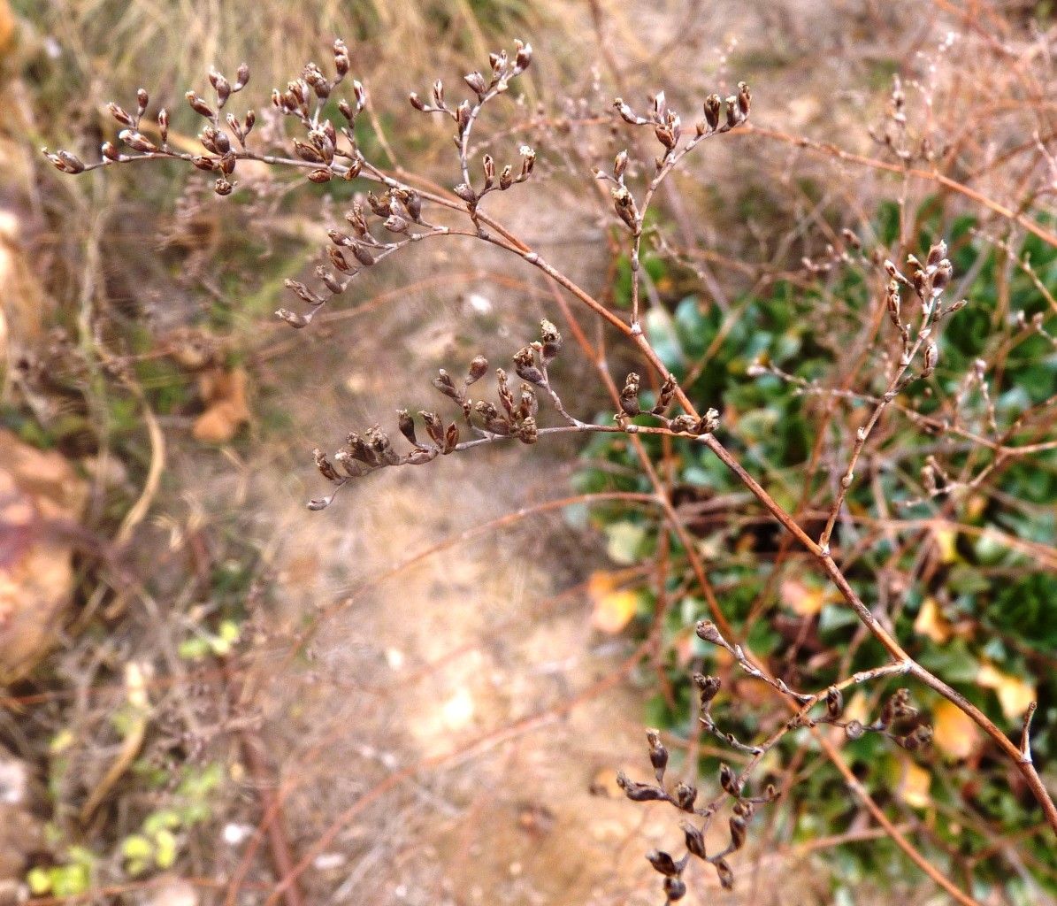 Limonium delicatulum habit