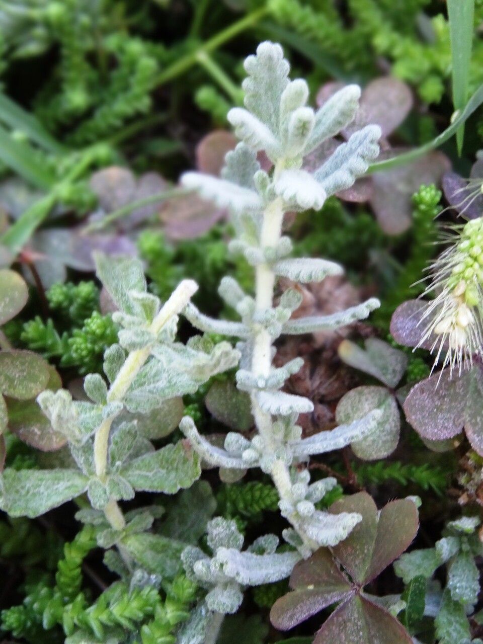 Teucrium rouyanum leaf