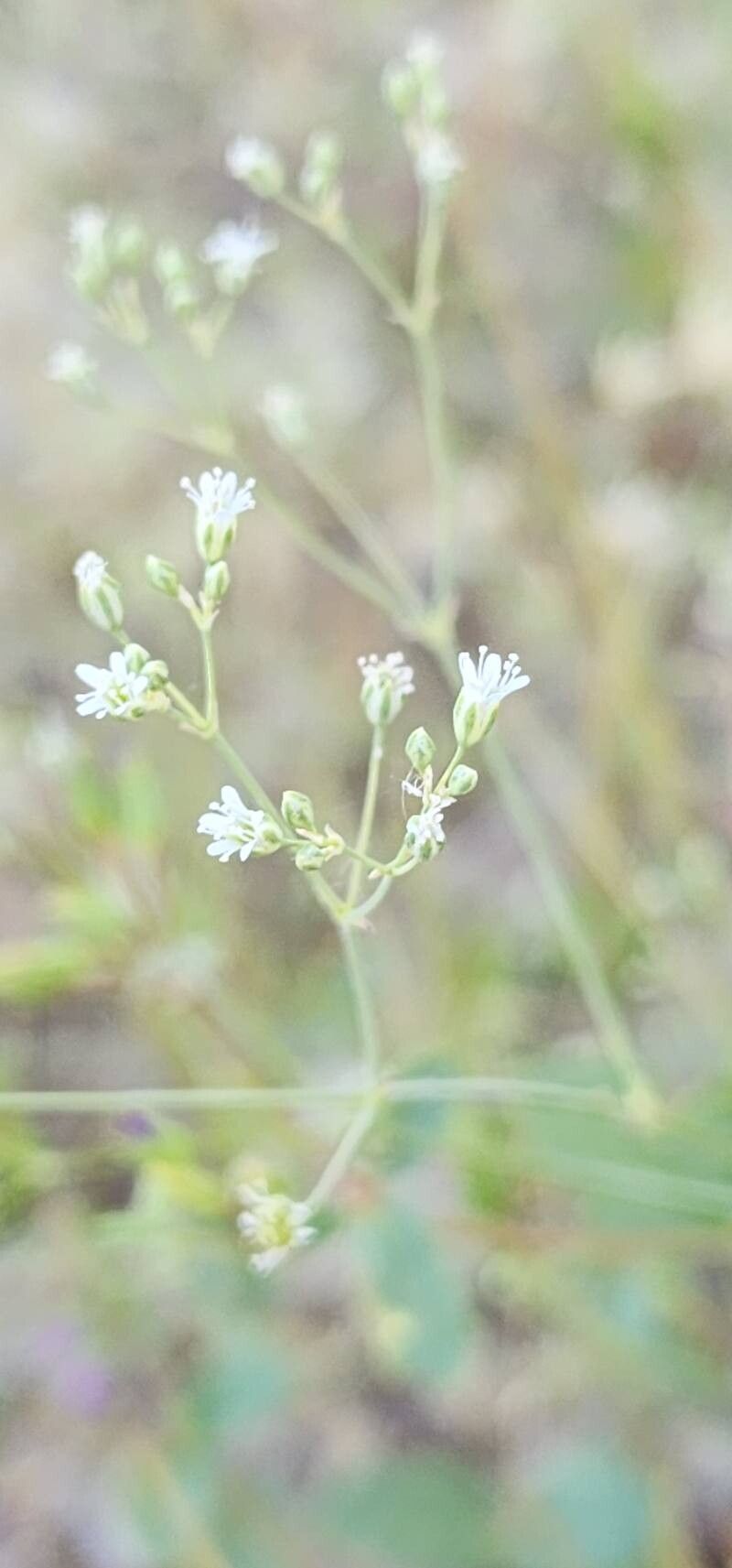 Gypsophila perfoliata flower