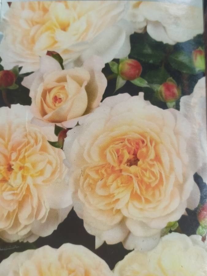 Rosa × borboniana flower