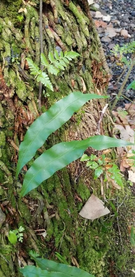 Microsorum grossum leaf