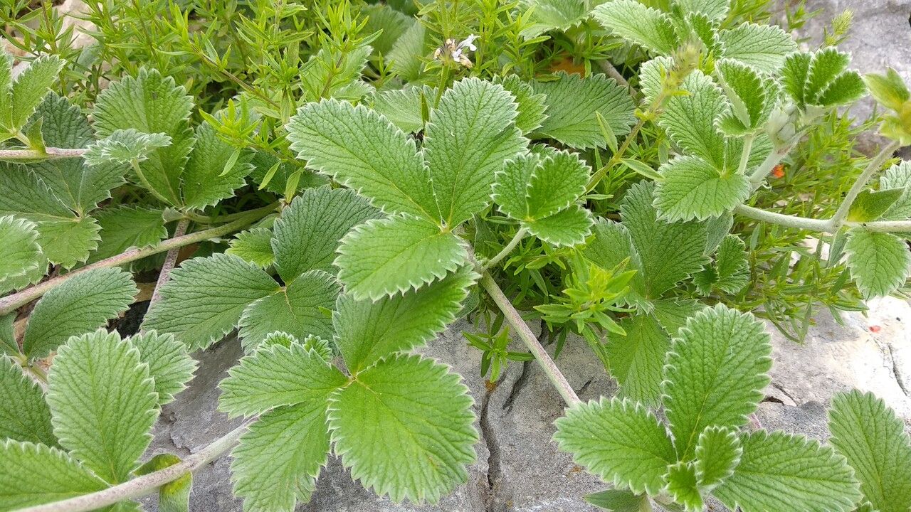 Potentilla argyrophylla — search result for 'Potentilla'