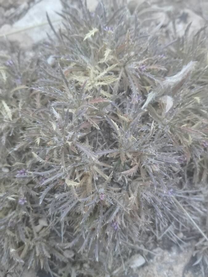 Atractylis polycephala habit