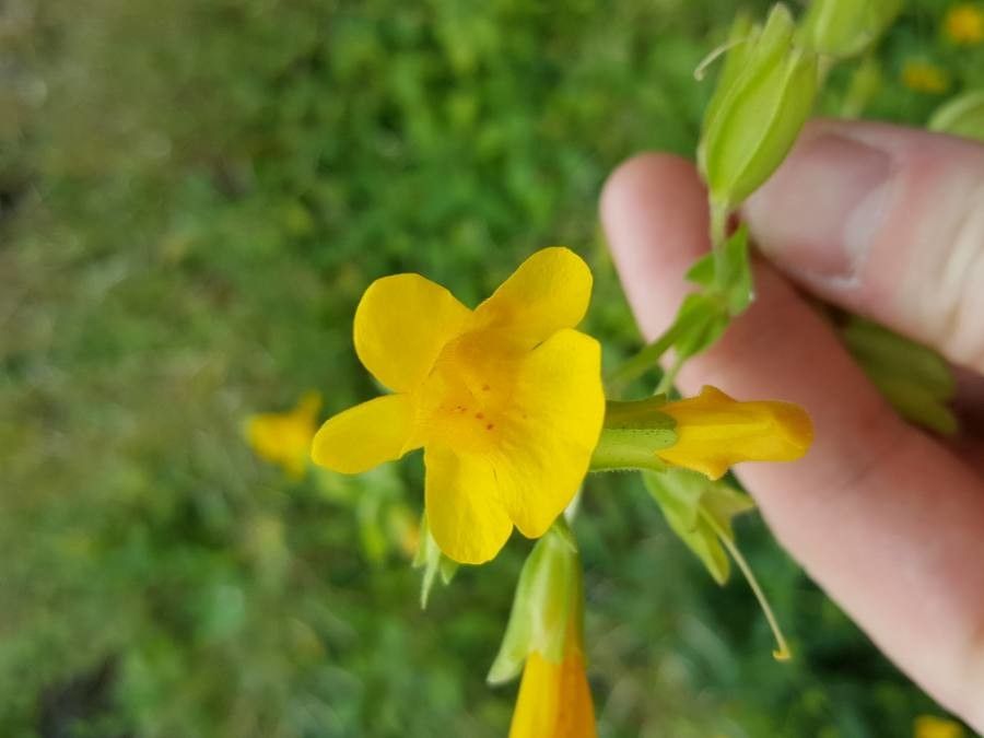 Erythranthe guttata flower