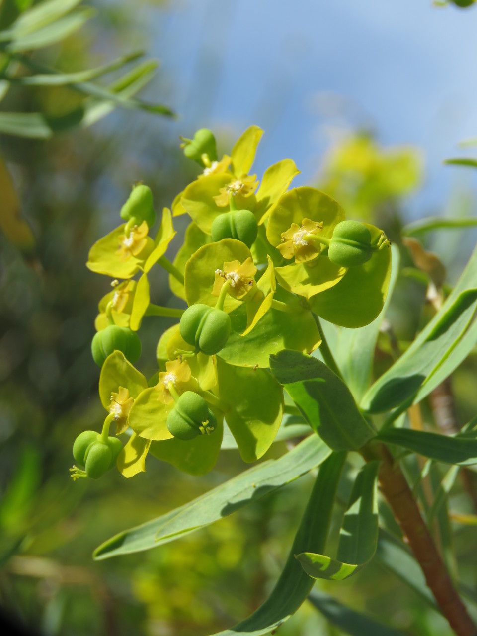 Euphorbia dendroides fruit