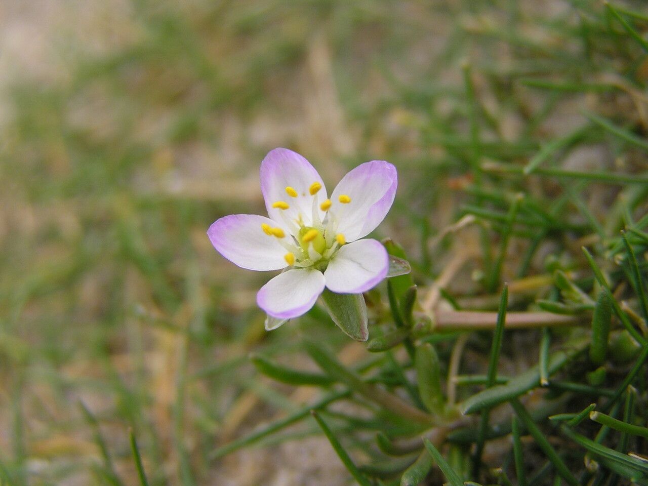 Spergula media flower